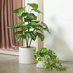 Pothos Hanging Bush