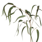 Eucalyptus Long Leaf Spray - Grey Green
