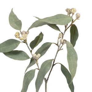 Eucalyptus Tetragona Spray