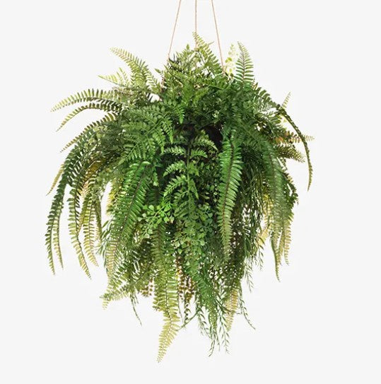 Fern Mixed Ball Hanging