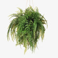 Fern Mixed Ball Hanging