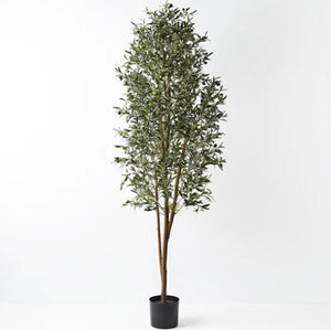 Olive Tree - 200cm