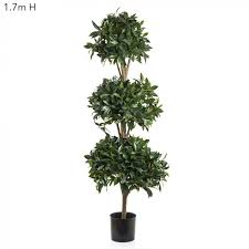 Bay Leaf Plant
