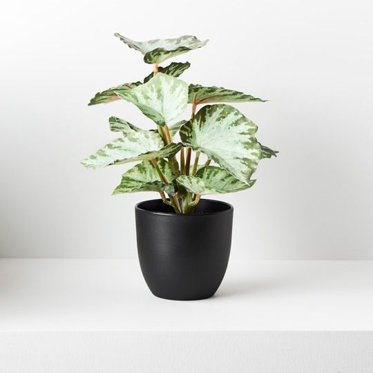 Potted Begonia