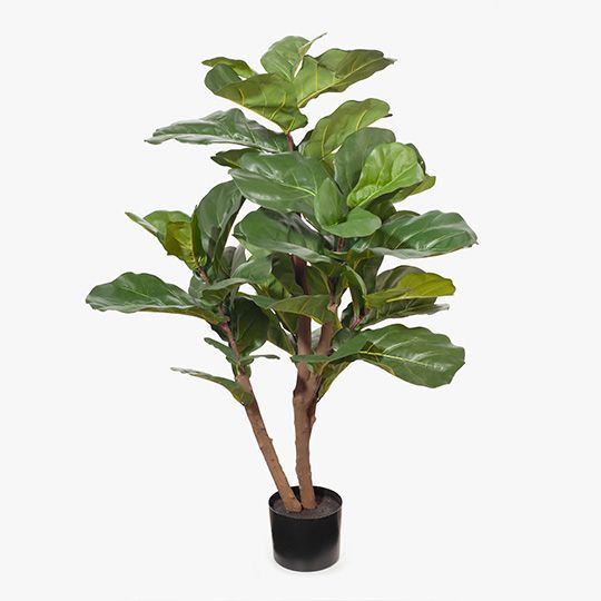 Fiddle Leaf Fig Tree