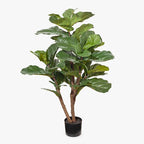 Fiddle Leaf Fig Tree