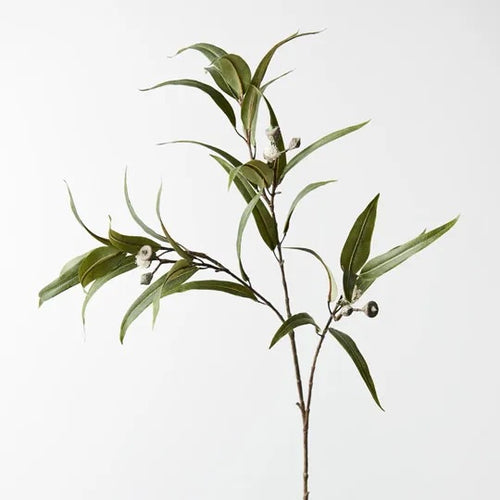 Eucalyptus Pod Flowering - White