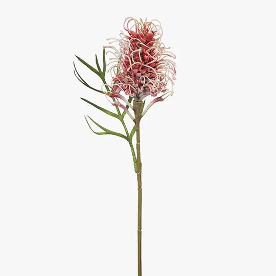 Grevillea - Burgundy Cream