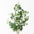 Laurel Leaf Spray