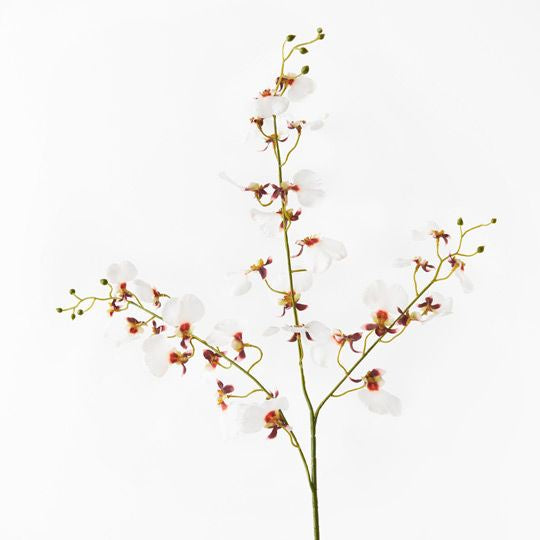 Orchid Dancing - White