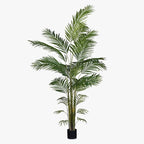 Palm Cane