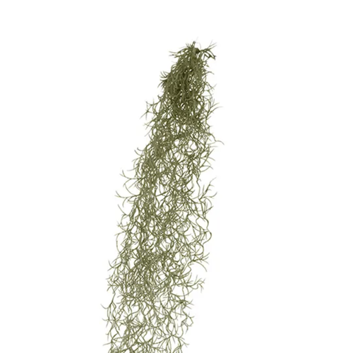 Spanish Moss Hanging Bush