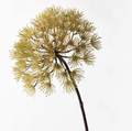 Allium - Green