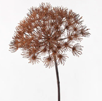 Allium - Coffee