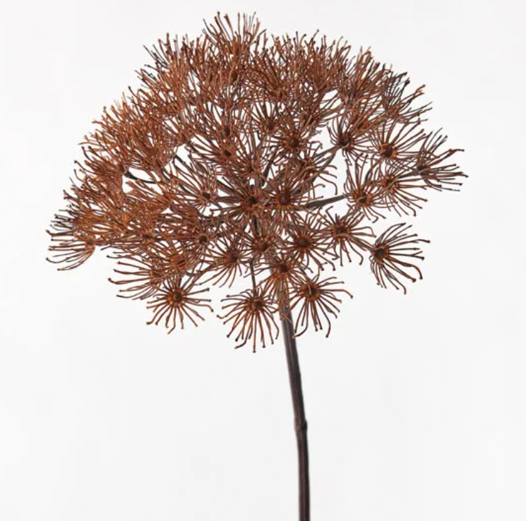 Allium - Coffee