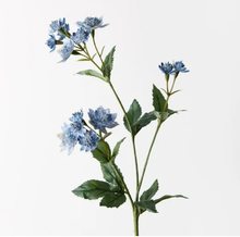 Astrantia Spray - Dark Blue