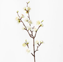 Blossom Plum - White