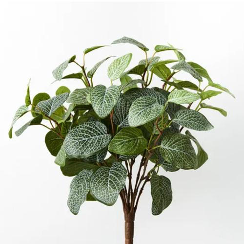 Fittonia Bush - Green