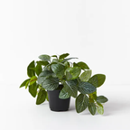 Fittonia Hanging Bush in Pot - Green
