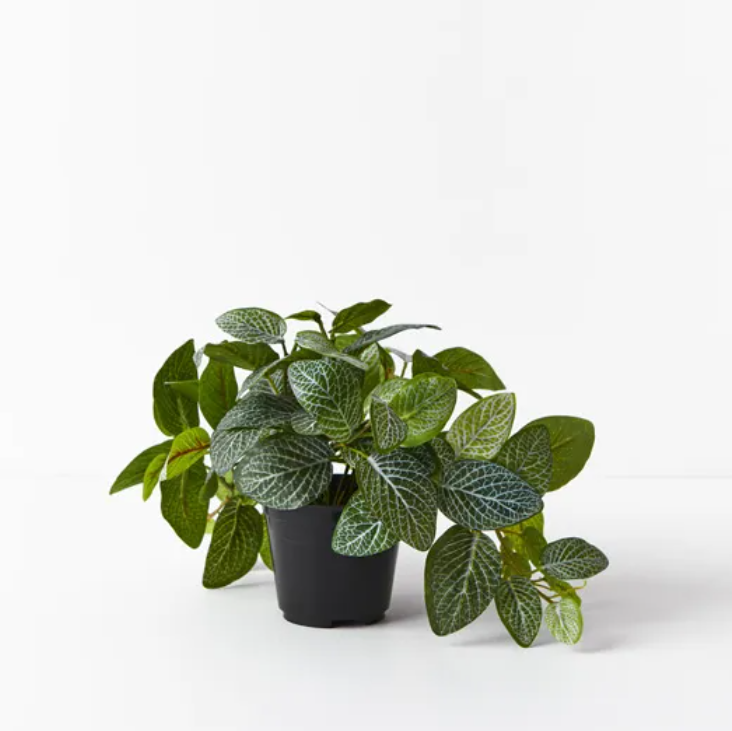 Fittonia Hanging Bush in Pot - Green