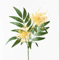 Grevillea Spray - Yellow