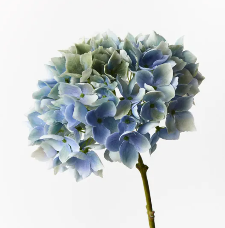 Hydrangea - Light Blue