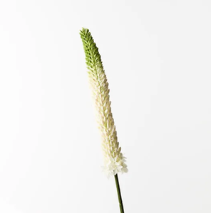 Lily Foxtail - White