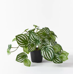 Peperomia in Pot - Green