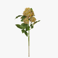 Rose Glory Bower Spray - Cream/Green