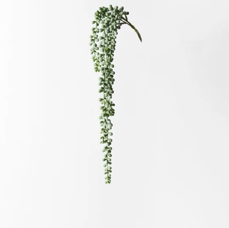 String of Pearls Hanging Bush - Grey/Green