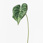 Syngonium Batik Leaf - Green