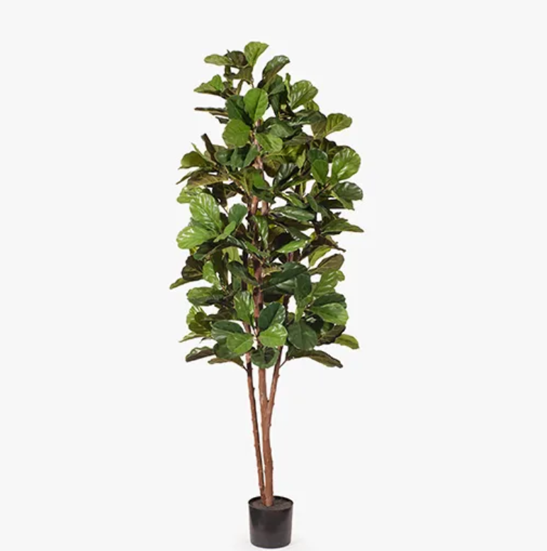 Fiddle Leaf Fig Tree