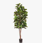 Fiddle Leaf Fig Tree