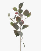 Eucalyptus Seed Spray