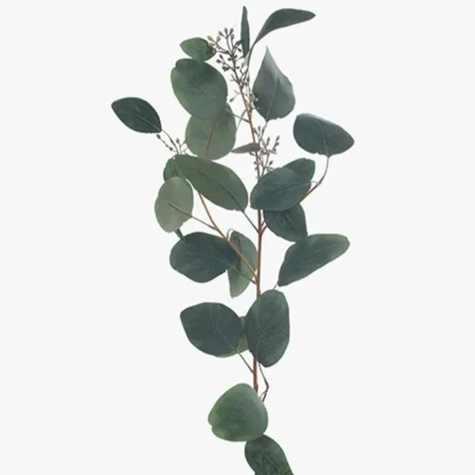 Eucalyptus Seed Spray