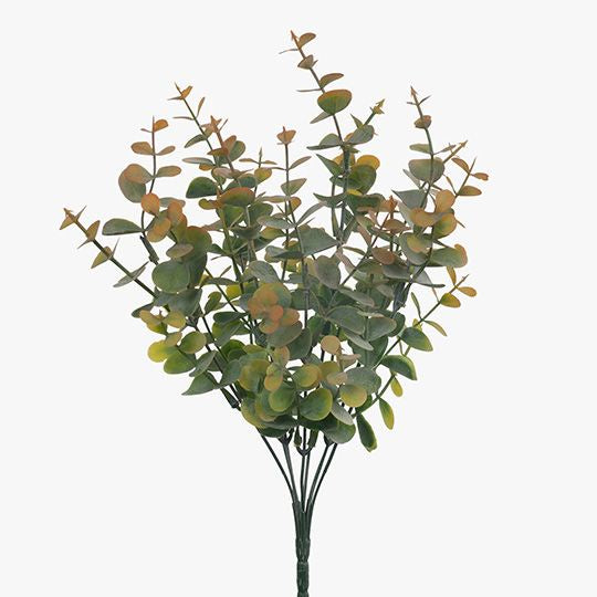 Eucalyptus Bush