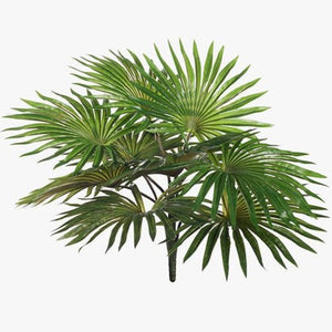 Palm Fan Bush