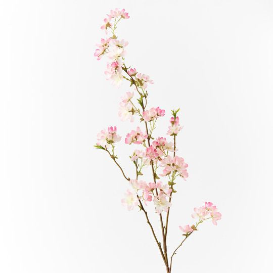 Blossom Cherry
