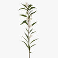 Ruellia Leaf