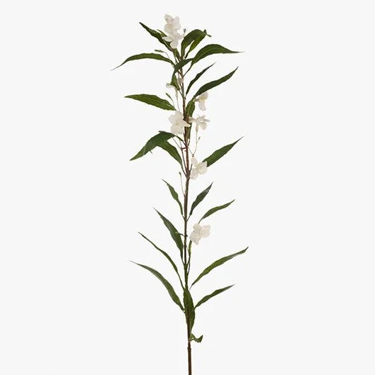 Ruellia Leaf