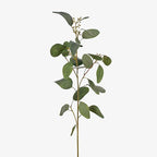 Eucalyptus Seed Spray