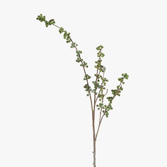 Eucalyptus Seed