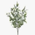 Eucalyptus Bush