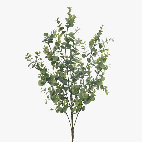 Eucalyptus Bush