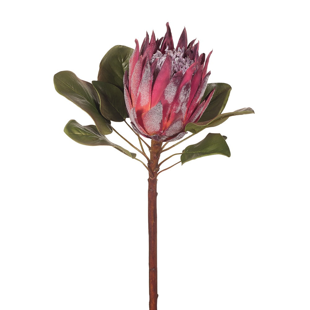 Protea King - Burgandy