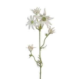 Flannel Flower - Cream Green