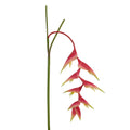 Heliconia Hanging