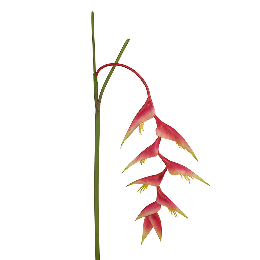 Heliconia Hanging