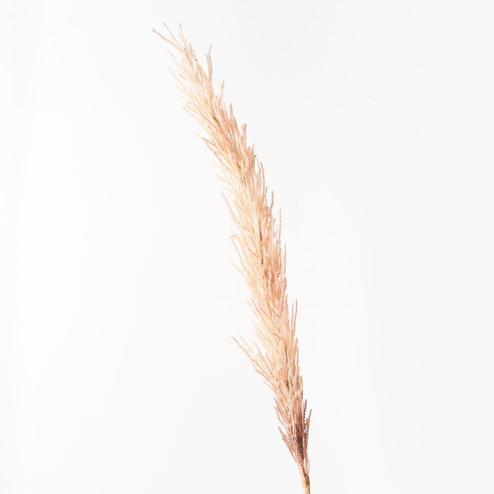 Plume Grass - Pink