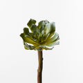 Succulent - Grey